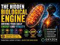 The Hidden Biological Engine Driving Your Daily Energy and Vitality