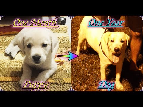 how long is one month in dog years