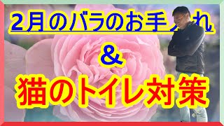 [ガーデニング] 2月のバラのお手入れ〜猫のトイレ対策とバラの状態の確認〜「プロガーデナーが一年かけてお届けするバラの管理方法」