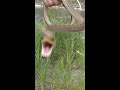 野生のシマヘビは超凶暴です