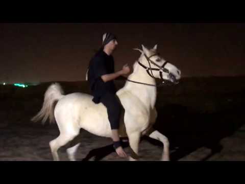 شرح عام عن ركوب الخيل الجزء الأول      