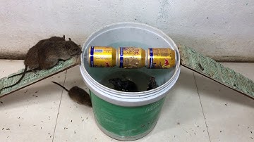 Amazing Saving 12 Mice in 10 minute | Stupid Rat Trap / Easy make a Best MouseTrap handmade #2