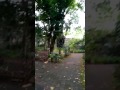 Sebelum di hapus BURUAN TONTON video MESUM di SEMAK SEMAK HUTAN RAGUNAN