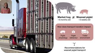 Effects of transport duration on weaned piglet welfare | H. Golightly