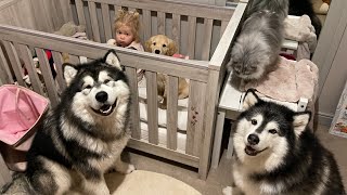 Our Morning Routine With 3 Giant Dogs, Golden Retriever Puppy, Baby And Cat!! (So Much Fluff!)