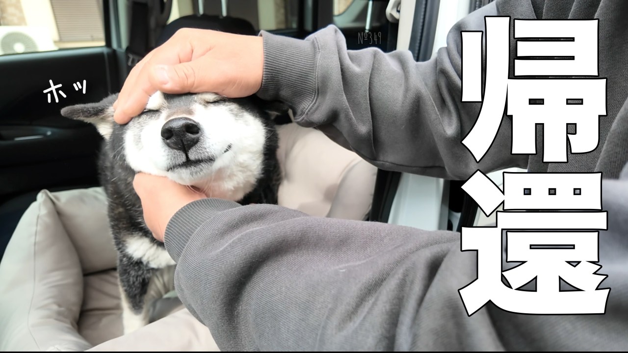 shibaさん The cutest reunion scene of a Shiba Inu and his favorite dad after