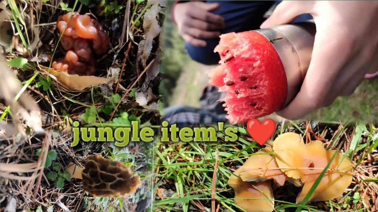Jungle Item s World Best Place Watch Full Video All Items Jungle Jungle Item s World Best Place Watch Full Video All Items Jungle