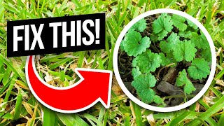 How to Fix an Ugly St Augustine Lawn Full of Weeds Including Creeping Charlie