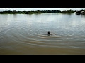 MERGULHO ATRAPALHADO NO RIO SOLIMÕES - AM - MANAUS - BARCO FLUTUANTE --- JUNHO DE 2018