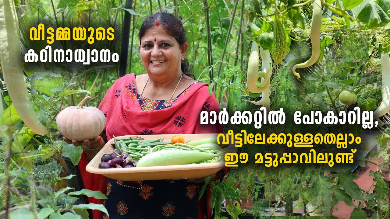 മാർക്കറ്റിൽ പോകാറില്ല, വീട്ടിലേക്കുള്ളതെല്ലാം ഈ മട്ടുപ്പാവിലുണ്ട് | വീട്ടമ്മയുടെ കഠിനാധ്വാനം