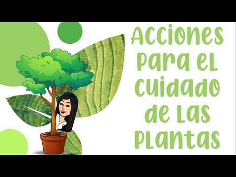 5 actividades esenciales para el cuidado de las plantas que debes conocer