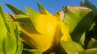 Dragon Fruit  'Aussie Gold' First Fruiting & Tasting!