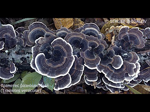 Траметес разноцветный Trametes versicolor Приготовление лечебной настойки