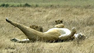 Lion Family At The Ruaha National Park | Cub | Lion | Tanzania | ルアハ国立公園のライオンの家族 | Animals