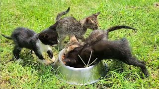 Tiny kitten siblings living on the street are waiting for me for love and food