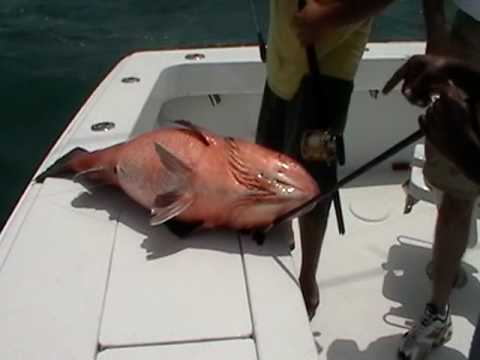 Deep Sea Fishing with NewMoonSportFish...