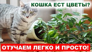 КОШКА ЕСТ ЦВЕТЫ. Как отучить кошку есть цветы?