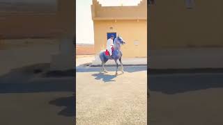 خيل عربي اصيل حار يدخل ويرمي التحية