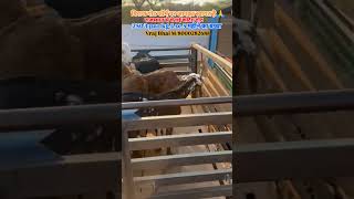 all India transport available 100 pis par transport free cutting goat available contact ☎️8000282688