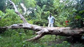 Nanum Thirudan Than Teaser