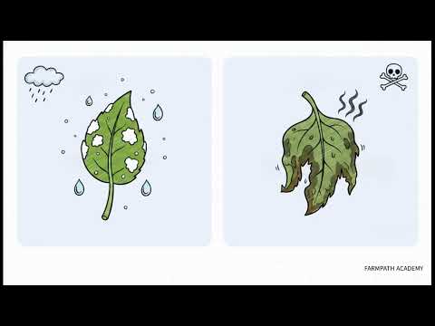 병·해충·생리장해, 원인을 가른다 영상 미리보기