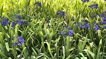 Hai Vì Sao Lạc || St: Anh Việt Thu || Cover: Hạnh Duyên