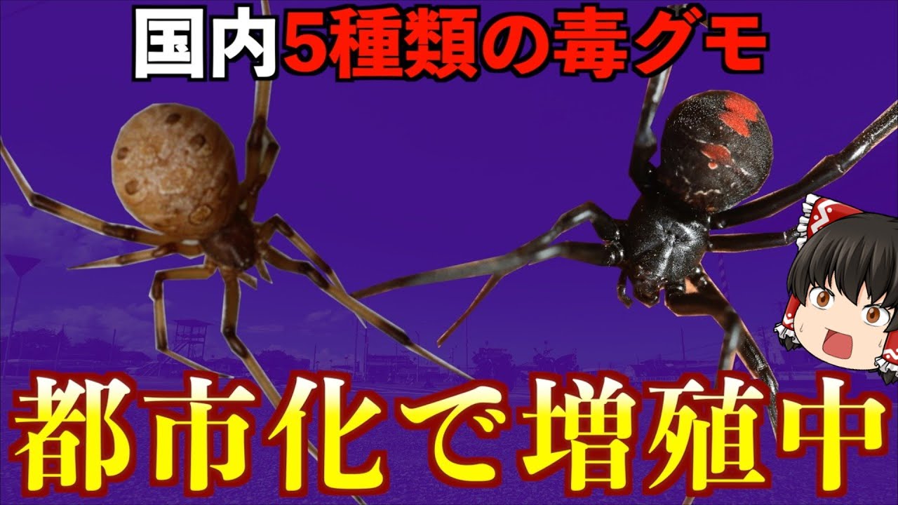 日本にいる毒グモが増加⁉︎都市化によって引き起こされた毒グモの事実【ゆっくり解説】