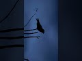 🦉 Nightjar at Dusk – The Phantom of the Twilight📍 Nagpur, India | May 2025