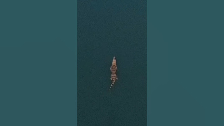 I was really surprised that there were animals swimming at Tanjung Pasir Beach/Papoyo Beach😭 #589...