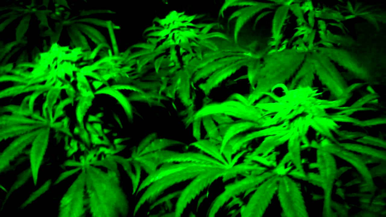 F.P.OG Green Light Special (fruity pebbles og)