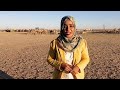 شاهد كيف يتم تصدير الإبل السودانيه الي دول الجوار ماجدولين علي عمر شاهد كيف يتم تصدير الإبل السودانيه الي دول الجوار ماجدولين علي عمر