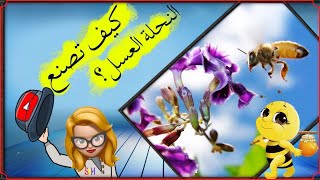 شاهد معجزة النحل في بناء الشمع وصنع العسل. Regardez le miracle des abeilles faisant du miel