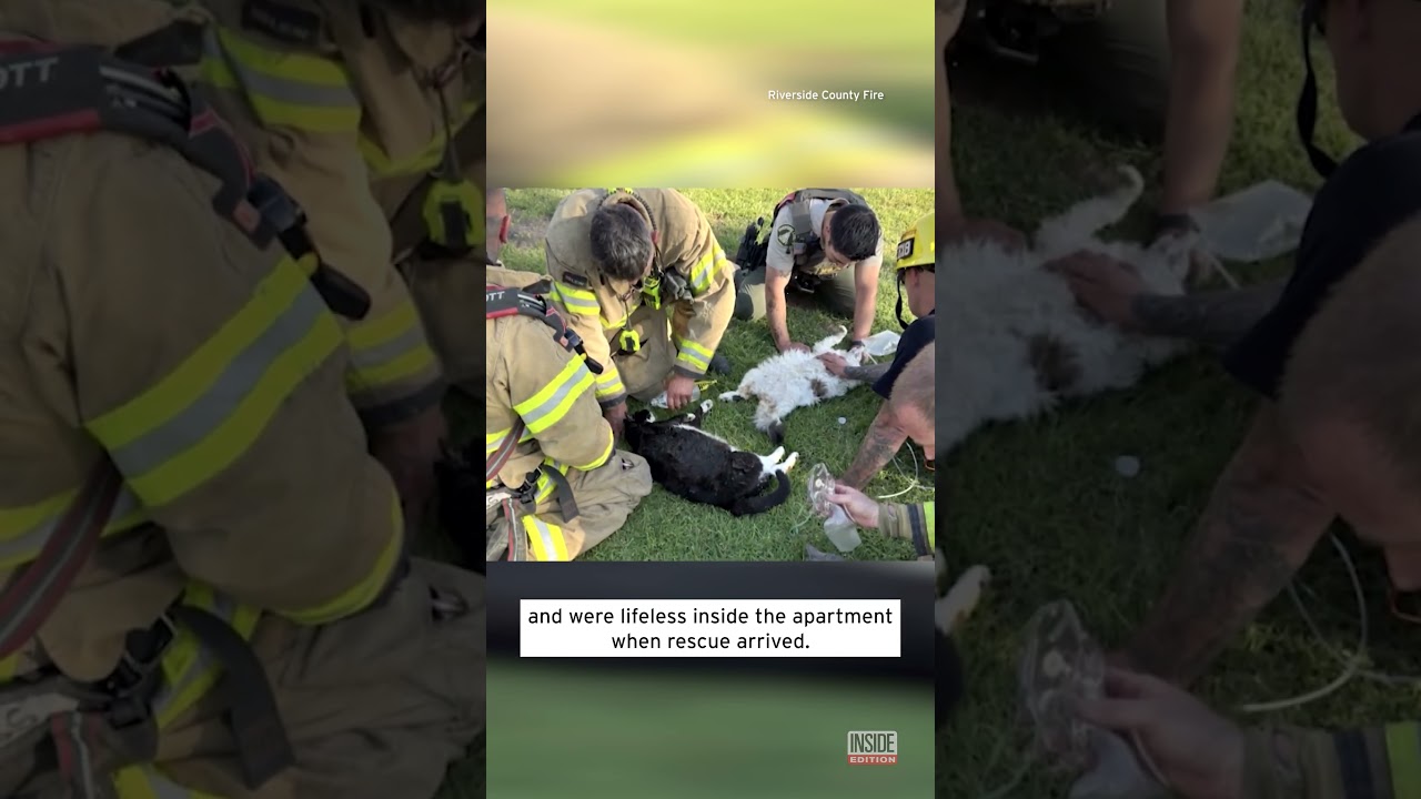 First Responders Save Cats' Lives With CPR #shorts