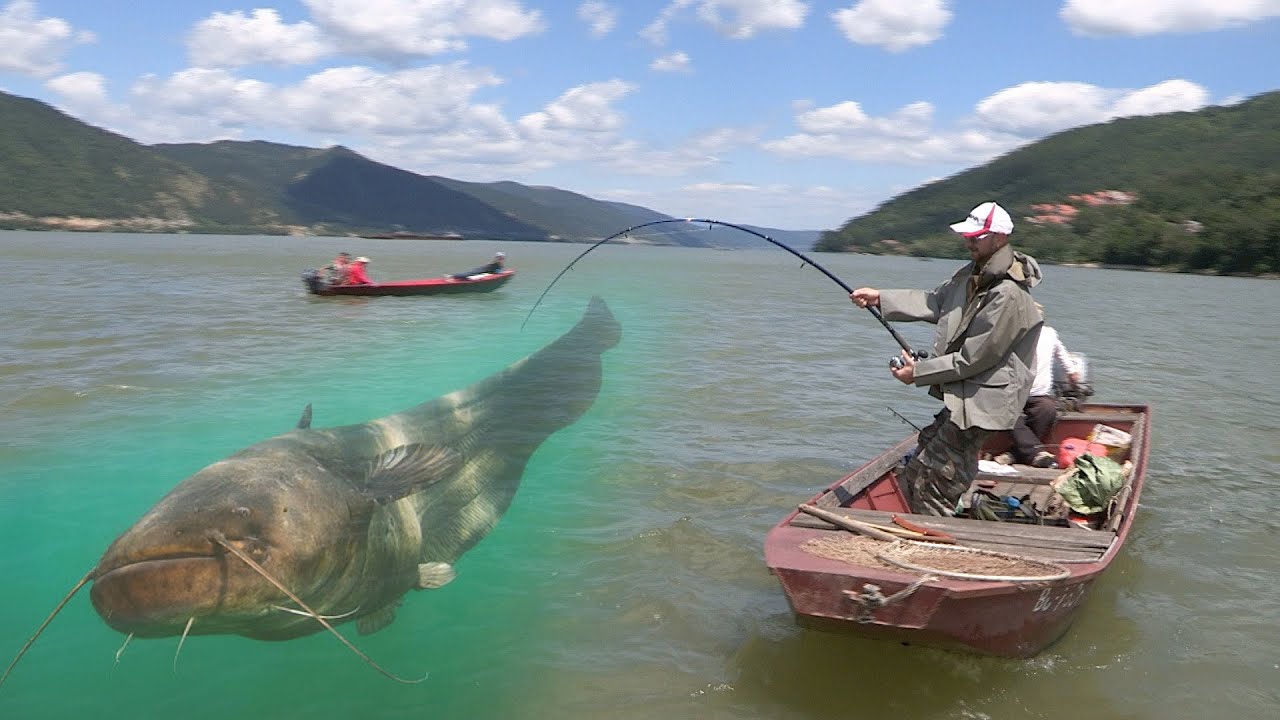 Pecanje soma na Dunavu - Bućka - Donji Milanovac - Takmičenje | Fishing catfish