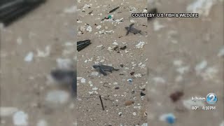 Public reminded to keep distance from sea turtles during nesting season in Hawaii