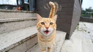 Portakal the Stray Cat I’ve Known for 2 Years Was So Excited to See Me