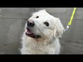 Beautiful akbashmaremma farm dog transformation