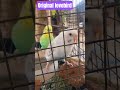 original lovebird.                               -                         #cartoon #parrot #comedy