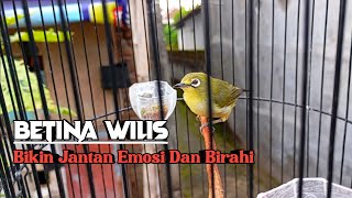 PLECI BETINA DAKUN WILIS MANGGIL JANTAN AGAR NGALAS #pleci #terapipleci #pancinganpleci 