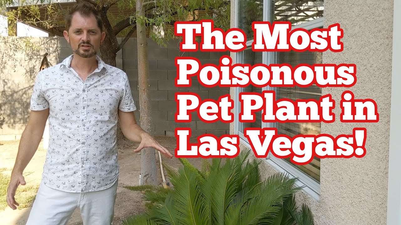 The Most Poisonous Plant To Dogs In Las Vegas - Sago Palm