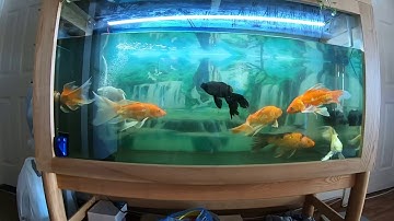 Bể cá Koi không cần thay nước Vĩnh Viễn