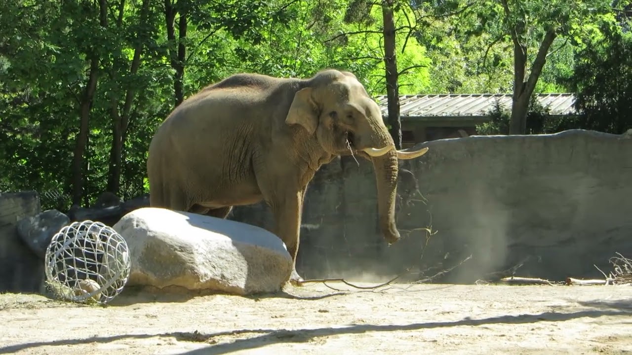 EEG - Asiatischer Elefant, Zoo Hagenbeck, Hamburg, D, 13.05.25, Maurice im Bullen-Außengehege.