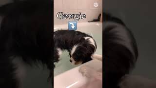 Cavalier Bath Time | #Cute #Puppies #Cavalier #CavalierKingCharlesSpaniel #Shorts