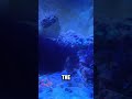 Cleaning and commenting on the saltwater fishtank #fishtank #saltwater #reef #viral #coral #clean