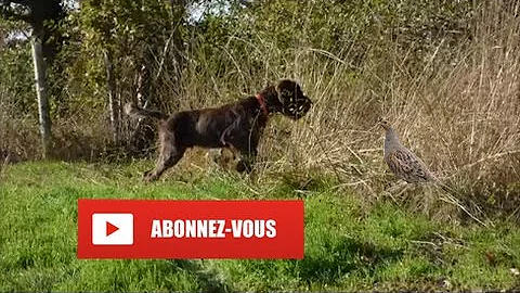 Chasse de la perdrix grise | HD