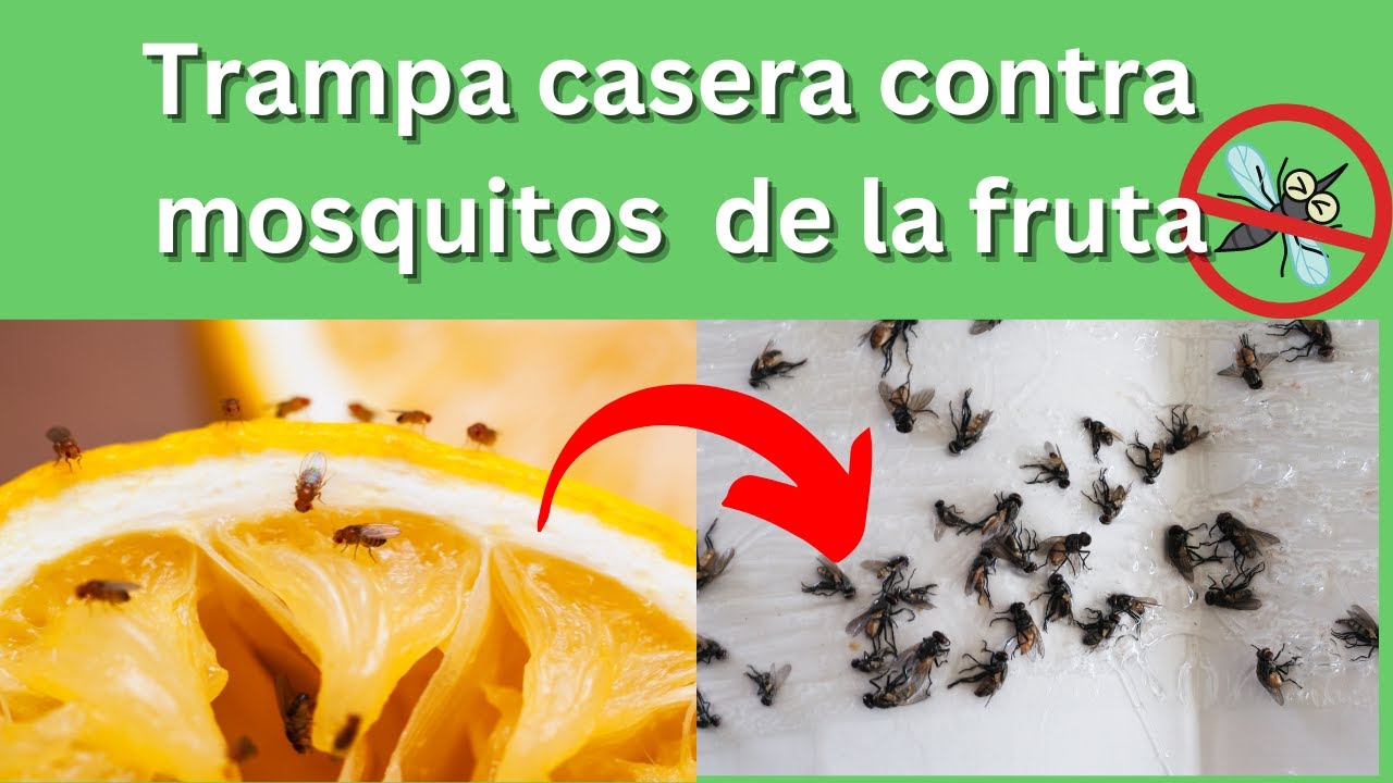 Trampa casera para moscas de la fruta o mosquitos 🚫🪰 - YouTube