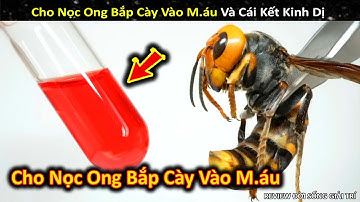 Thí Nghiệm Cho Nọc Ong Bắp Cày Vào M.áu Và Cái Kết Ám Ảnh || Review Giải Trí Đời Sống