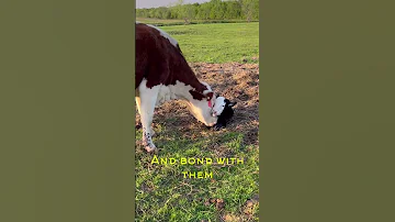 Momma S First Job Cow Job Farming Asmr Shorts 