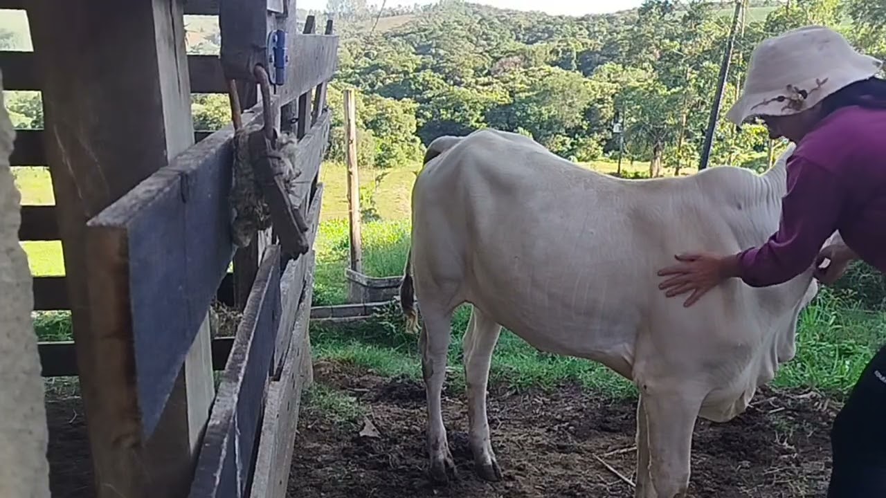 Na Hora da Ordenha Tudo Acontece… Até Massagem na Vaca 🤭🐄