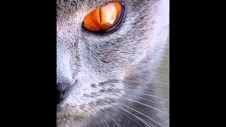 Wonkz - Wobble the tank engine